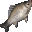 Forest Carp